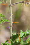 Sticky nightshade